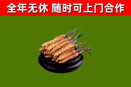 从江烟酒回收冬虫夏草.jpg